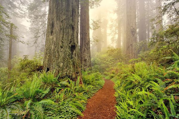 Jones, Adam 아티스트의 Footpath through Redwood trees and Pacific Rhododendron in fog작품입니다.